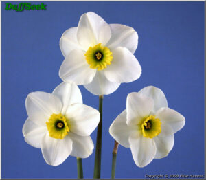 'Cedar Hills' Daffodil